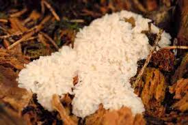 Attēlu rezultāti vaicājumam “Stemonitopsis typhina”