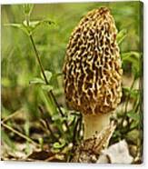 Attēlu rezultāti vaicājumam “Morchella esculenta”