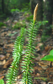 Attēlu rezultāti vaicājumam “Lycopodium annotinum”
