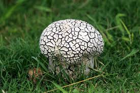 Attēlu rezultāti vaicājumam “Calvatia utriformis”