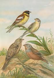 Image result for Emberiza caesia
