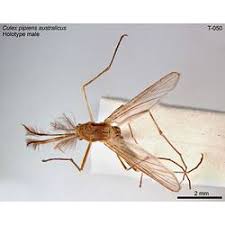 Attēlu rezultāti vaicājumam “Culex pipiens female”