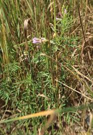 Attēlu rezultāti vaicājumam “Astragalus arenarius”