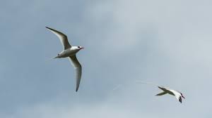 Image result for Phaethon aethereus