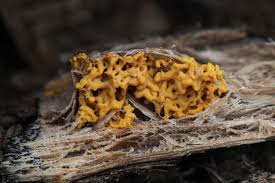 Attēlu rezultāti vaicājumam “Hemitrichia clavata stalked”