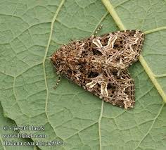 Attēlu rezultāti vaicājumam “Hadena rivularis”