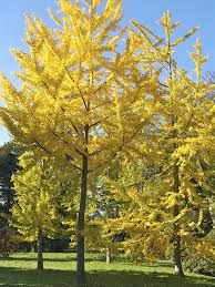 Attēlu rezultāti vaicājumam “Ginkgo biloba”