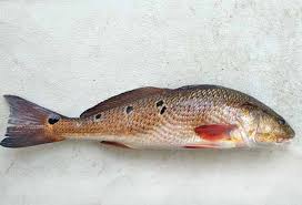 Image result for Sciaenops ocellatus