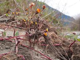 Attēlu rezultāti vaicājumam “Tussilago farfara bud”