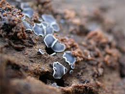 Attēlu rezultāti vaicājumam “Mollisia cinerea”