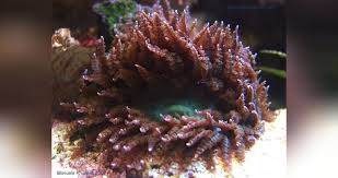 Image result for Anemonenarten