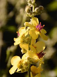 Attēlu rezultāti vaicājumam “Verbascum blattaria”