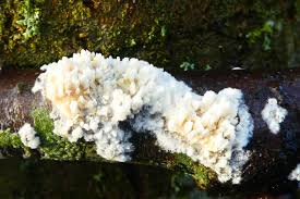 Attēlu rezultāti vaicājumam “Basidioradulum radula”