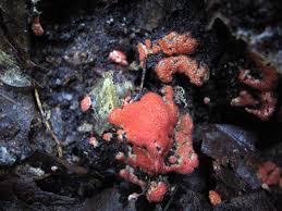 Attēlu rezultāti vaicājumam “Hypomyces armeniacus”