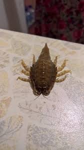 Attēlu rezultāti vaicājumam “Saduria entomon”