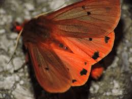 Attēlu rezultāti vaicājumam “Phragmatobia fuliginosa imago”