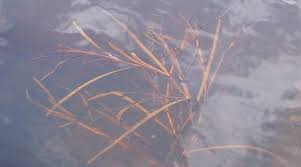 Attēlu rezultāti vaicājumam “Potamogeton compressus”