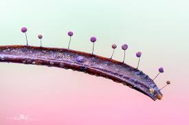 Attēlu rezultāti vaicājumam “Clastoderma debaryanum spores”