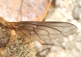 Attēlu rezultāti vaicājumam “Bombyliidae”