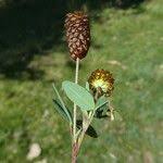 Attēlu rezultāti vaicājumam “Trifolium spadiceum”