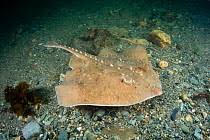 Image result for Amblyraja radiata