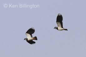 Attēlu rezultāti vaicājumam “Vanellus vanellus”