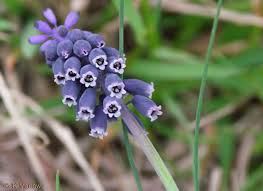 Attēlu rezultāti vaicājumam “Muscari neglectum”