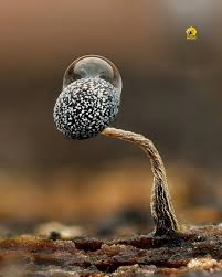 Attēlu rezultāti vaicājumam “Physarum murinum stalked”