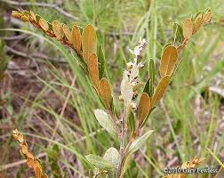 Attēlu rezultāti vaicājumam “Chamaedaphne calyculata”