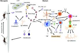 Attēlu rezultāti vaicājumam “undetermined plasmodium”