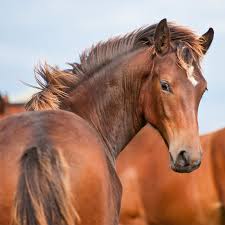 Afbeeldingsresultaat voor paarden