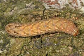 Attēlu rezultāti vaicājumam “Xestia baja”