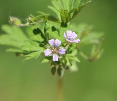 Attēlu rezultāti vaicājumam “Geranium pusillum leaf”