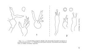 Attēlu rezultāti vaicājumam “Pistillaria sp.”