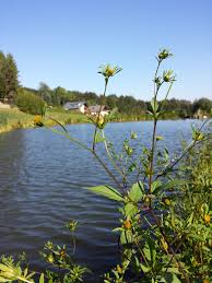 Attēlu rezultāti vaicājumam “Bidens frondosa”