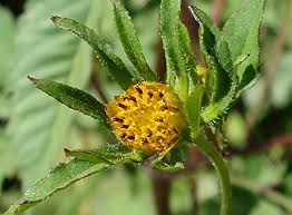 Attēlu rezultāti vaicājumam “Bidens frondosa flower”
