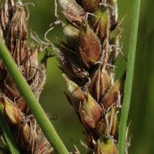 Attēlu rezultāti vaicājumam “Carex lasiocarpa leaf”
