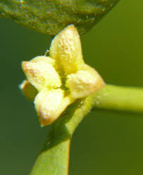 Attēlu rezultāti vaicājumam “Viscum album female flower”