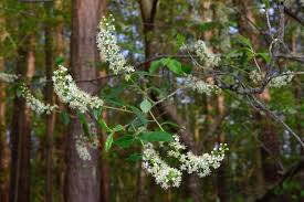 Attēlu rezultāti vaicājumam “Prunus serotina flower”