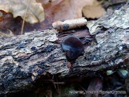 Attēlu rezultāti vaicājumam “Exidia truncata”