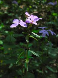 Attēlu rezultāti vaicājumam “Cardamine bulbifera flower”