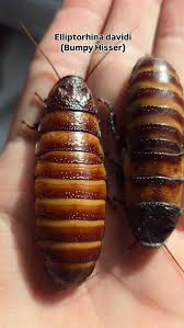 Attēlu rezultāti vaicājumam “Ptinus sp. male”