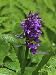 Attēlu rezultāti vaicājumam “Dactylorhiza cruenta flower”