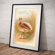 Image result for Otis tarda