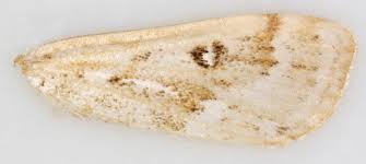 Attēlu rezultāti vaicājumam “Parapoynx stratiotata male”