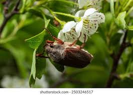 Attēlu rezultāti vaicājumam “Melolontha melolontha imago”