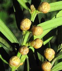Attēlu rezultāti vaicājumam “Taxus baccata male flower”