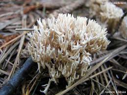 Attēlu rezultāti vaicājumam “Lentaria”