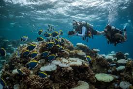 Image result for World Divers