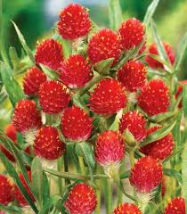 Image result for Kugelamarant